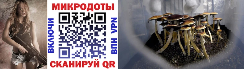 купить наркоту Славгород Галлюциногенные грибы Psilocybine cubensis